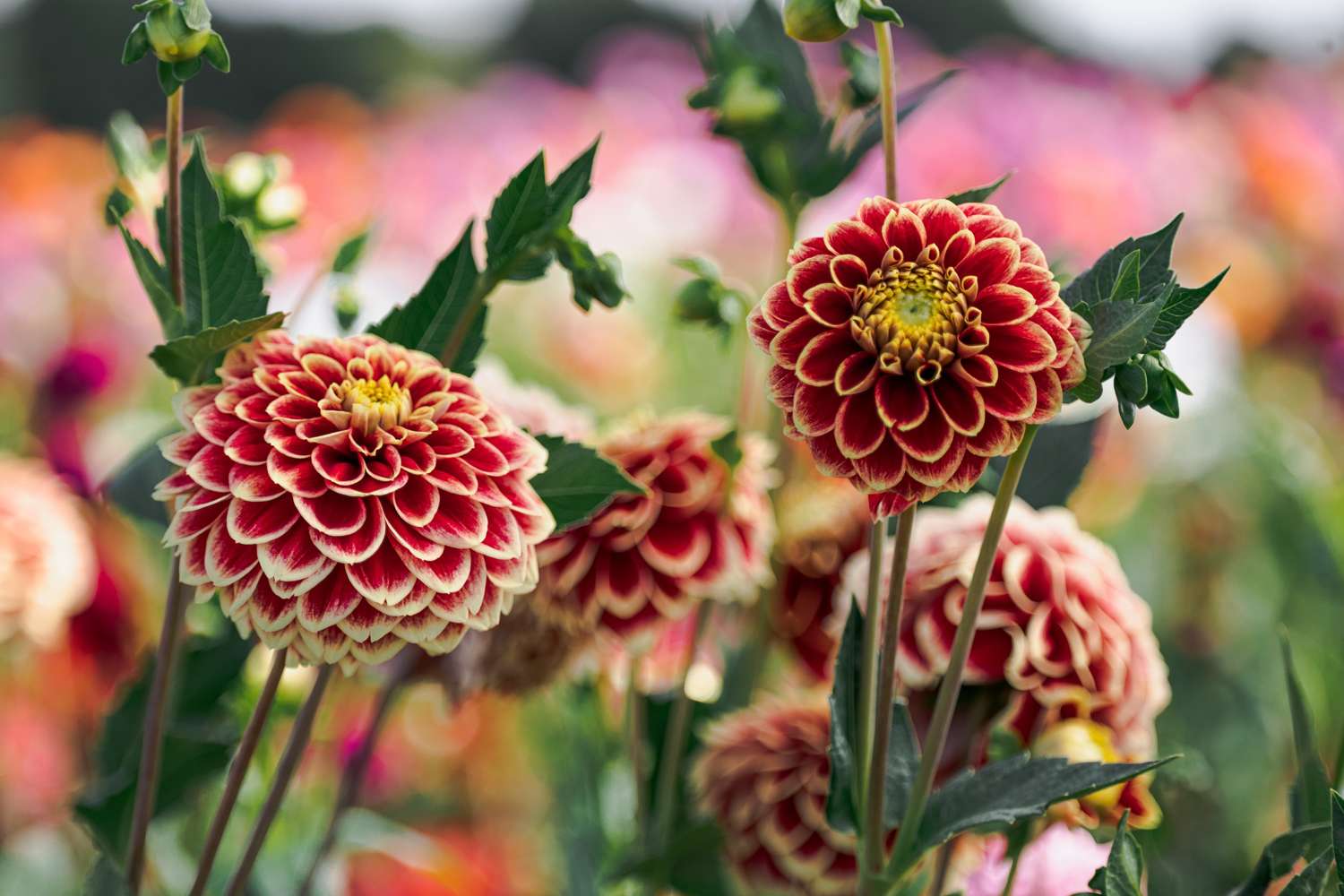 Daalia 'Jowey Hubert'